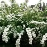 Spiraea cantoniensis или венок невесты в цвету