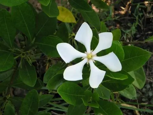 Гардения узколистная