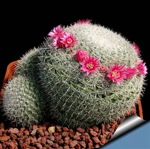 Mammillaria elegans в цветке
