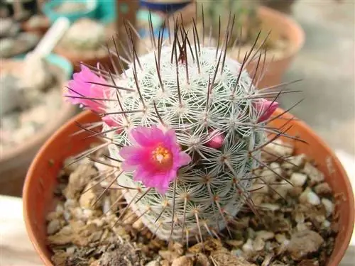 Что это такое и в каком уходе нуждается Mammillaria elegans?