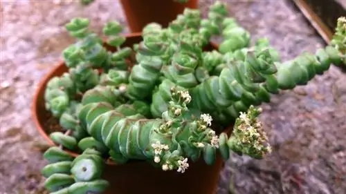Crassula marnieriana в цветке