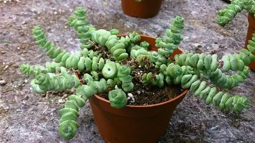 Crassula marnieriana, висячий суккулент, идеально подходящий для патио и интерьера