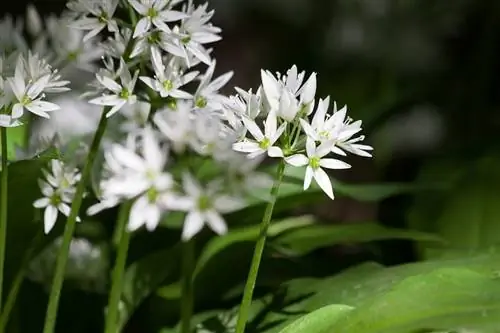 Описание Allium ursinum или медвежьего чеснока