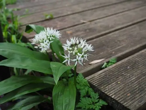 Использование Allium ursinum