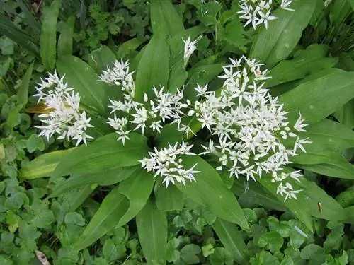 Характеристики и выращивание Allium ursinum