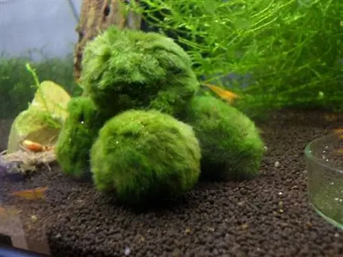 Это охраняемое растение в Японии и обычно находится в креветках.