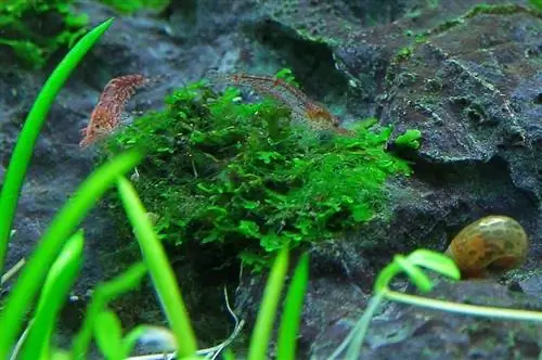 Уход и характеристики кладофоры