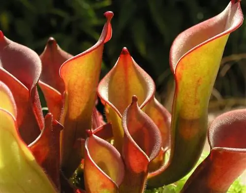 Гелиамфора, самый нежный хищник