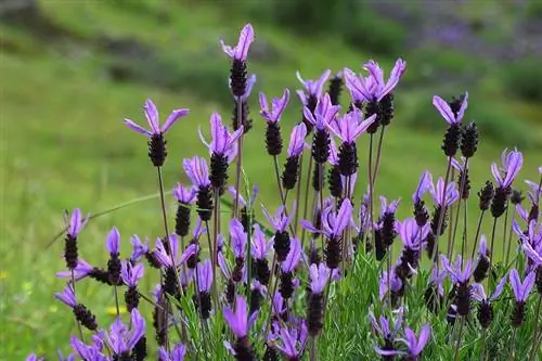 Lavandula Stoechas также называют лавандой.