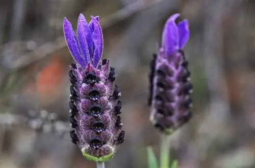 Это растение должно быть размещено в месте, которое получает много солнечного света.