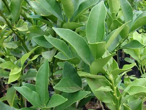 Листья кумквата большие и зеленые.