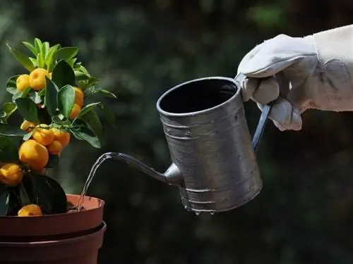 Полив кумквата должен быть частым