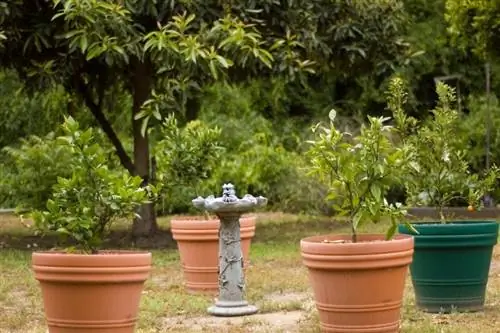 Кумкват можно выращивать в горшке