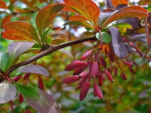 Berberis vulgaris может иметь зеленый или красный лист.