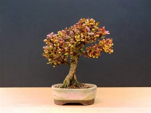 Барбарис бонсай, очень простое в уходе растение