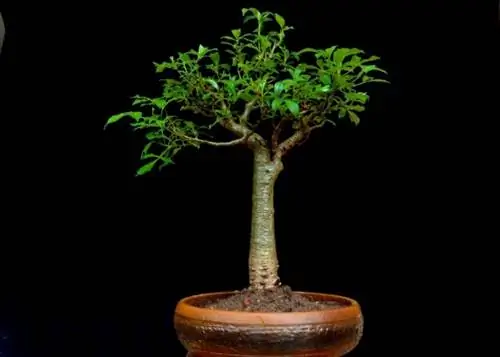 баобаб бонсай