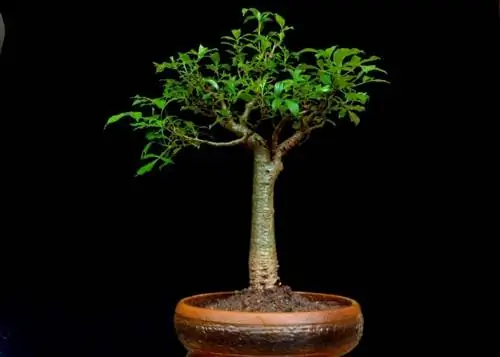 Что такое уход за баобаб бонсай?