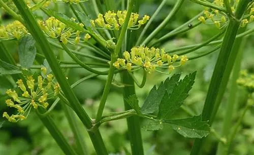Вид на цветки и стебли пастернака