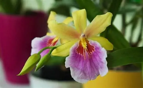 Когда листья растения приобретают светло-зеленый оттенок, это хороший признак того, что мильтония здорова.