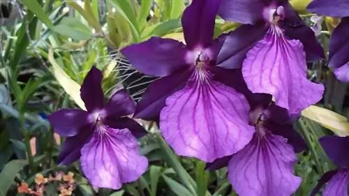 Характеристика и уход за Мильтонией