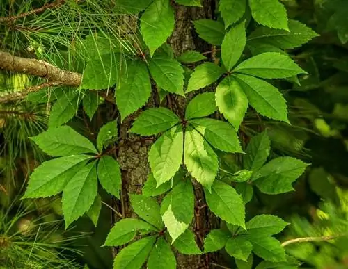 Parthenocissus quinquefolia или девственная лоза