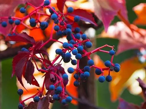 Секрет выращивания девственной лозы