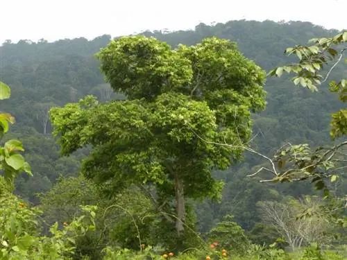 Вид на джобо в его естественной среде обитания
