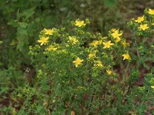 Hypericum perforatum в естественном состоянии