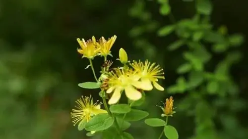 цветение Hypericym perforatum