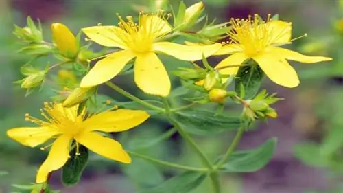 Токсичность зверобоя