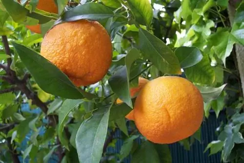 Citrus aurantium, обыкновенное апельсиновое дерево