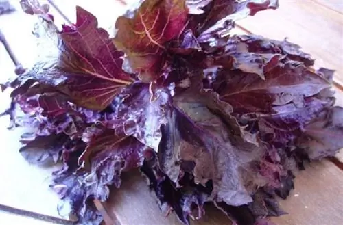 Ocimum basilicuma, называемый святым базиликом