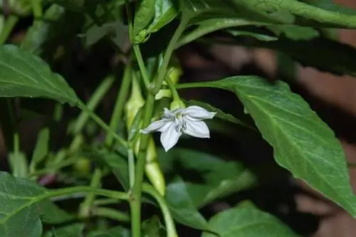 растение чили в цветке