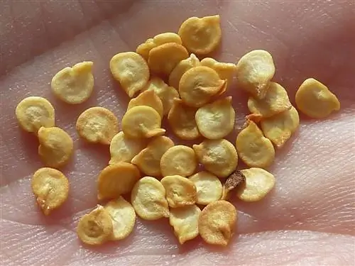 Когда и как сажать перец?