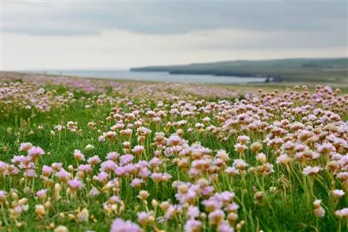 Armeria maritima, идеальное растение для садов у моря
