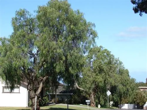 Вид на Schinus molle или ложные перечные деревья