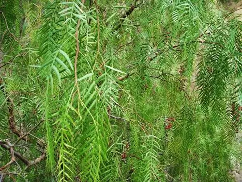 Ветви Schinus molle повислые.