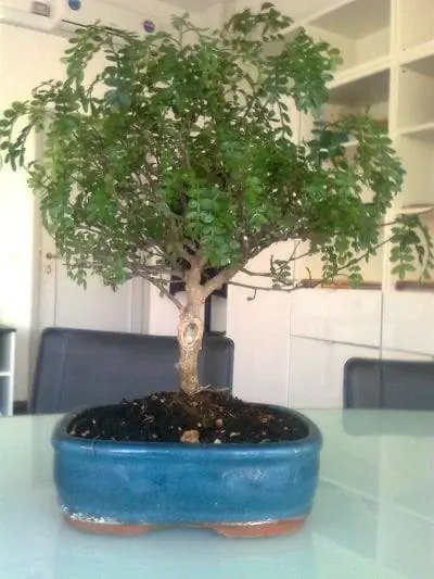 Ложное дерево перца можно использовать как бонсай