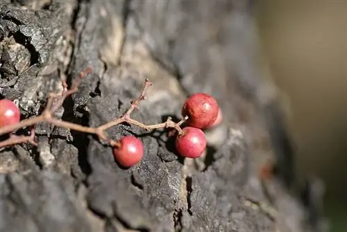Ложное перечное дерево приносит красные плоды, которые используются в качестве специи.