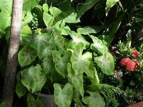 король сердец