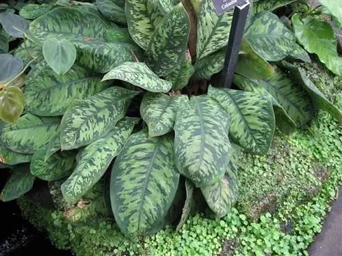 листы короля червей