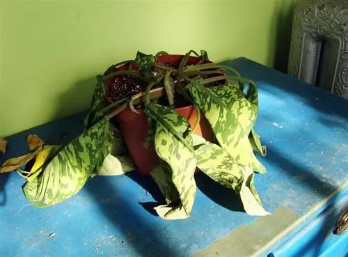 Homalomena wallisii в плохом состоянии