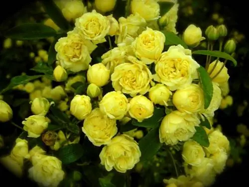 Rosal de pitiminí, небольшой кустарник с красивыми цветами