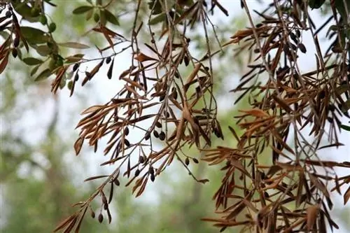 Оливковое дерево с симптомами Xylella fastidiosa