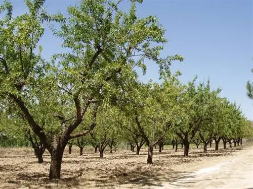 Xylella fastidiosa вызывает быструю гибель растений