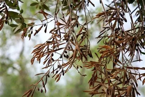 Все о Xylella fastidiosa или оливковой эболе
