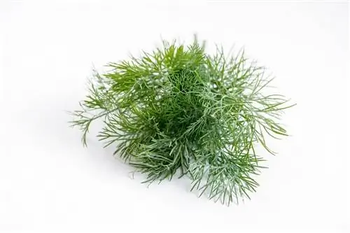 Это растение, принадлежащее к семейству опиатов.