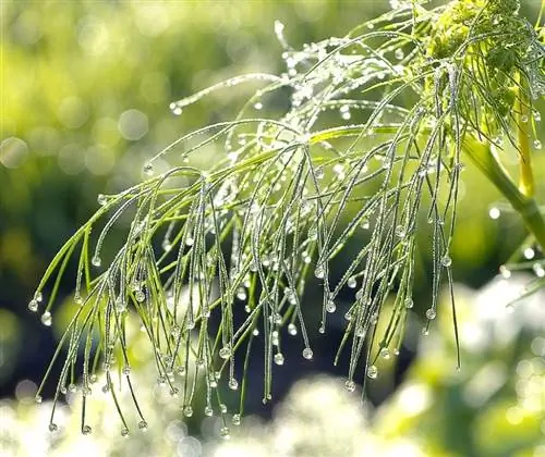 уход за укропом