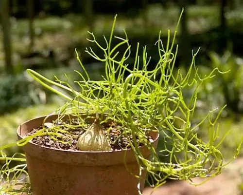 Bowiea volubilis, очень любопытное растение