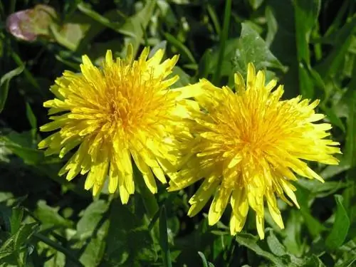 Цветки одуванчика или Taraxacum officinale